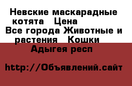 Невские маскарадные котята › Цена ­ 15 000 - Все города Животные и растения » Кошки   . Адыгея респ.